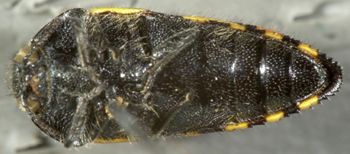 Media type: image;   Entomology 24410 Aspect: habitus ventral view